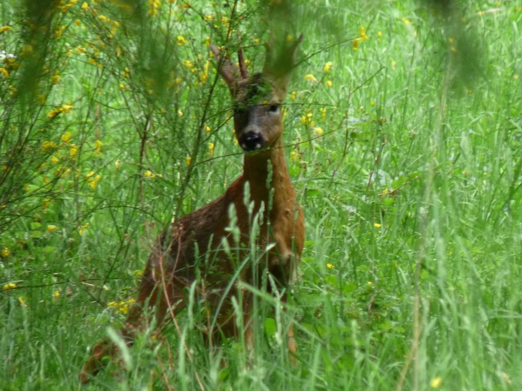 Appartamento Locations Dupertuis Alsace Le Hohwald Esterno foto