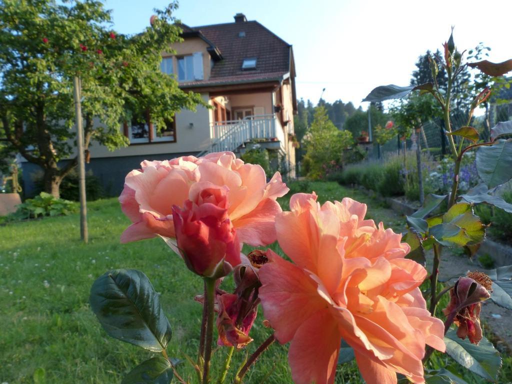 Appartamento Locations Dupertuis Alsace Le Hohwald Esterno foto